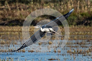 A heron hunting and flying in the lagoon. Adult grey heron ardea cinerea on the hunt in natural park of Albufera, Valencia.