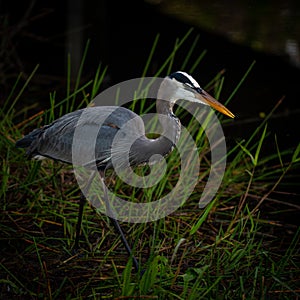 Heron Hunting Full Body