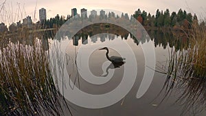 Heron Hunting Lost lagoon Vancouver 4K UHD