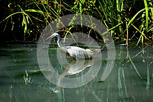 Heron hunting in a nature reserve
