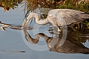 Heron hunting for prey