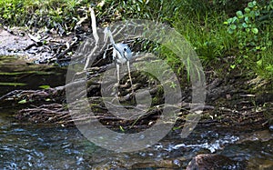 Heron hunting in the river