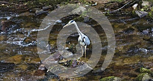 Heron hunting in the river