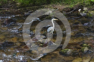 Heron hunting in the river
