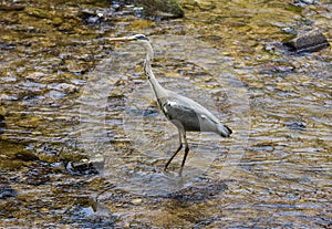 Heron hunting in the river