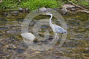 Heron hunting in the river