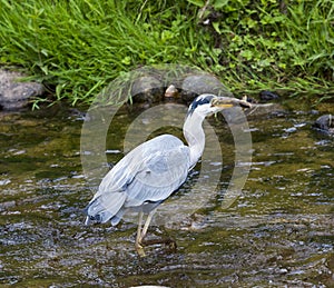 Heron hunting in the river