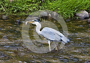 Heron hunting in the river