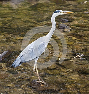 Heron hunting in the river