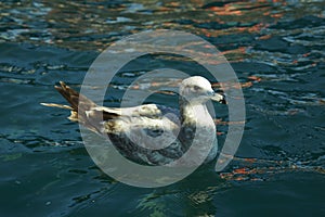 A heron hunting in the sea. Grey heron on the hunt, Baja California Sur, MÃ©xico