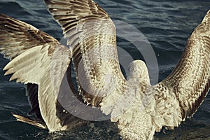 A heron hunting in the sea. Grey heron on the hunt, Baja California Sur, MÃ©xico