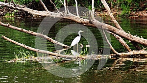 Heron hunts on the river