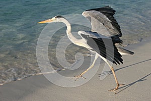 Heron in Indian Ocean