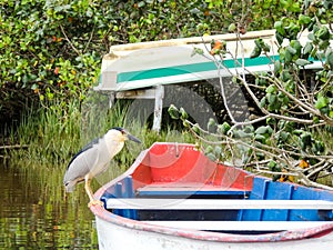 Heron inn on a boat by the river photo