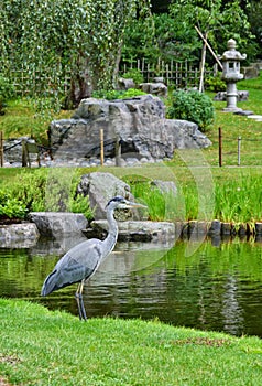 Heron Japanese Kyoto Garden Holland Park London photo