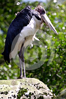 A heron from Java, Indonesia, is watching its environment vigilantly.