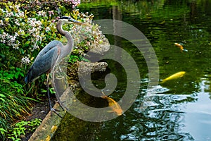 Heron and Koi in Japanese Fish Pond