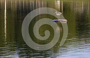 Heron on lake