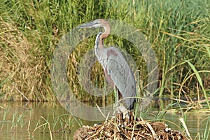 Heron, Lake Chamo, Ethiopia, Africa photo