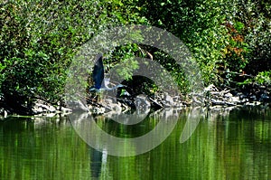 Heron, lake, flight, autumn, bird migrations,autumn sunny day