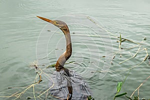 A heron in the lake in Parque do Ibirapuera, Sao Paulo, Brazil. One of the largest parks in the city of Sao Paulo