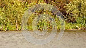 heron on the lake in the reeds