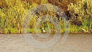 heron on the lake in the reeds