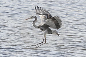 Heron landing on water