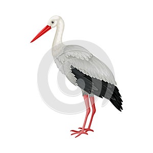 Heron with Long Beak as Warm-blooded Vertebrates or Aves Vector Illustration photo