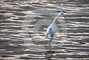 Heron with a Long Beak in Shallow Water