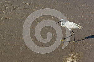 A heron with a long neck goes along the seashore