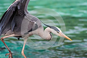 Heron Looking for fish in ZSL London Zoo photo