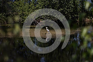 heron mangrove, wildlife, white heron in the jungle