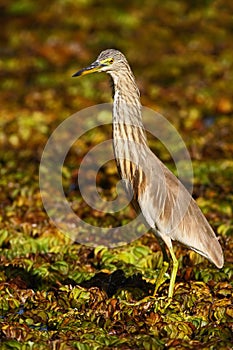 Heron from march. Heron from Asia. Indian Pond Heron, Ardeola grayii grayii, in the nature swamp habitat, Sri Lanka. Bird in the