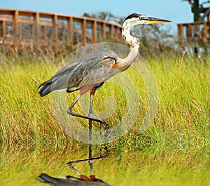 Heron in Marsh