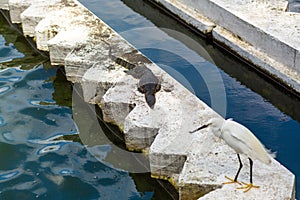 Heron and monitor lizard bask in the sun by the water on a concrete parapet. Wild animals in the city