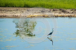 Heron in nature reserve of Vendicari in Sicily