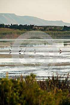 Heron in nature reserve of Vendicari in Sicily