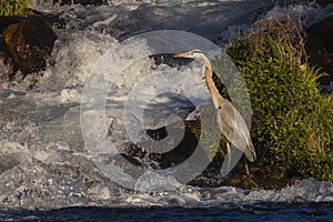 Heron near flowing water at Baum Lake Inlet in Shasta County