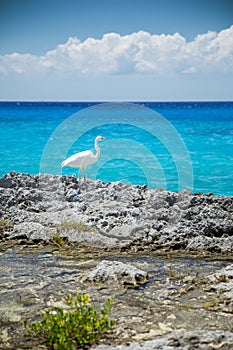 Heron near the sea in Cozumel