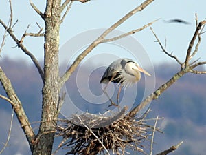 Great Blue Heron stamps down twigs at nest photo
