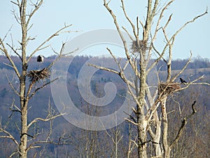 Great Blue Heron at spring nest with crow watching photo