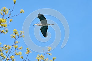 Heron with Nest Material