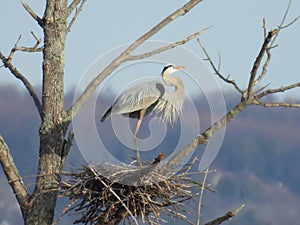 Great Blue Heron stands proudly on new spring nest photo