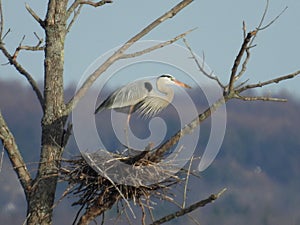Great Blue Heron waits for mate inspection at nestsite photo