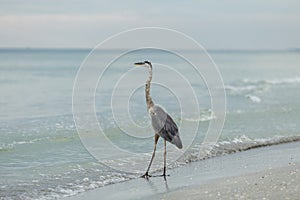 Heron on the ocean
