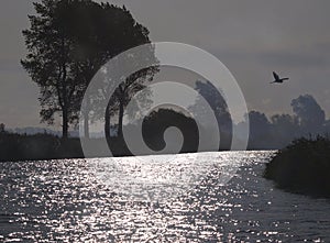 Heron over Norfolk Broads photo