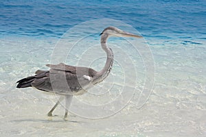 Heron paddles in the Indian Ocean