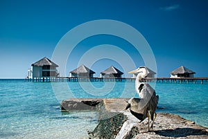 Heron at Paradiese Beach