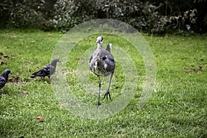Heron in park